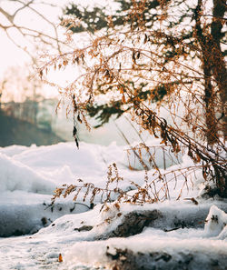 Scenic view of frozen river flowing by tree during winter