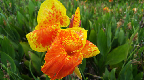 Close-up of yellow flower