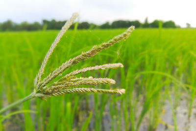 Close-up of wheat growing on field