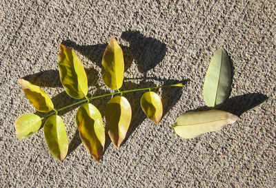 Close-up of plant