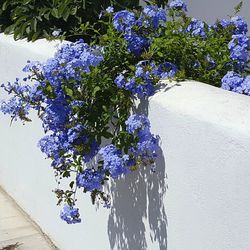 Close-up of purple flower plant