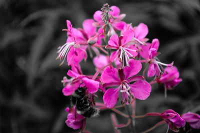 Close-up of pink flowers