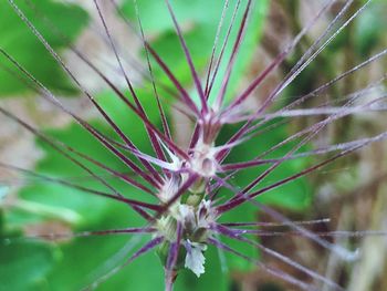 Close-up of dandelion on field