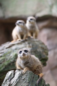 Monkey sitting on rock