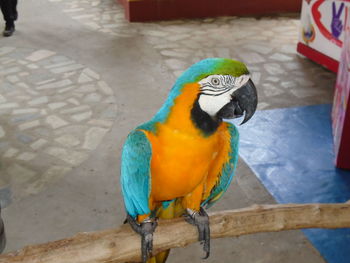 High angle view of parrot perching