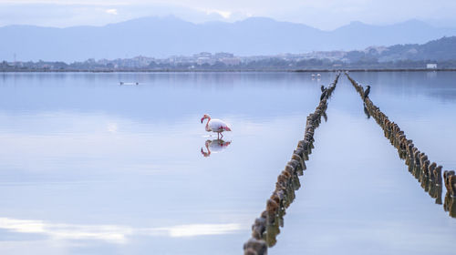 View of birds in lake against sky