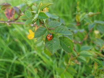 Close-up of ladybug on leaf