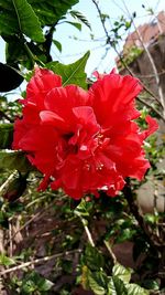 Close-up of red flower