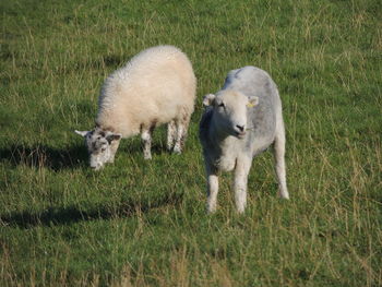 Sheep grazing on field