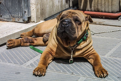 Portrait of dog sitting on wood