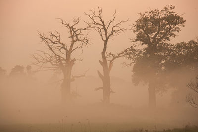 Bare trees on landscape against sky