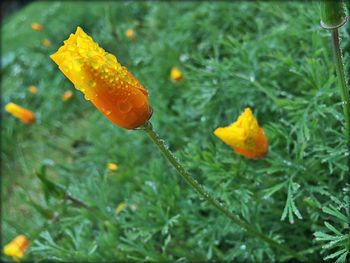 Close-up of water drops on grass