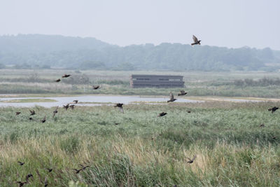 Flock of birds on a field