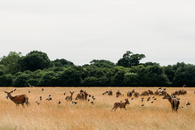 Flock of birds in the field