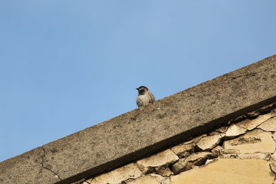 Low angle view of bird perching on a wall