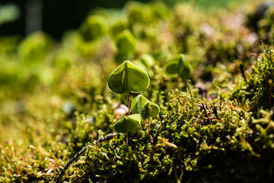 Close-up of plant growing on field