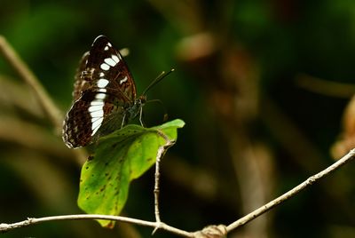 Close-up of butterfly on leaf