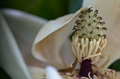 Close-up of flower