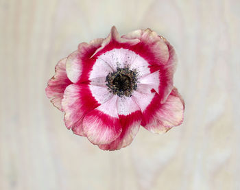 Close-up of pink flower