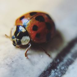 Close-up of insect