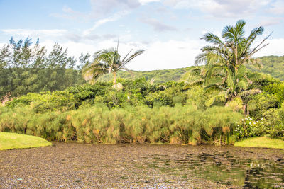 Scenic view of palm trees on field against sky