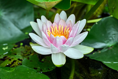 Close-up of water lily in lake