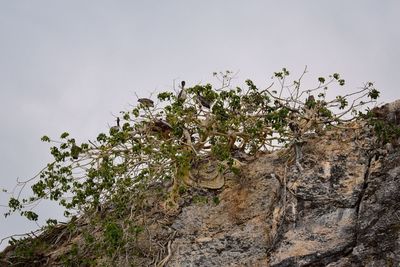 Low angle view of flowering plants against sky