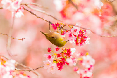 Close-up of bird perching on cherry blossom tree