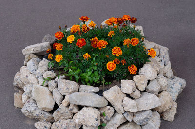 High angle view of orange flowering plant on rock