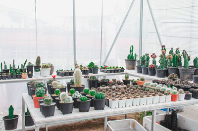 Potted plants at market stall