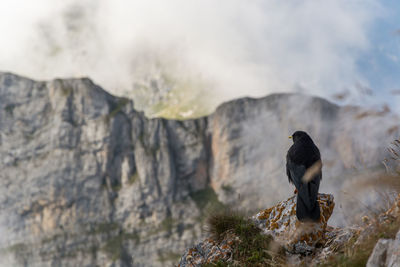 Birds perching on rock