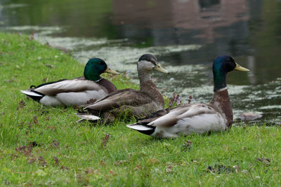 Getting your ducks in a row