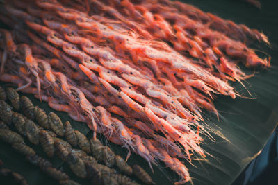 Close-up of seafood for sale in market