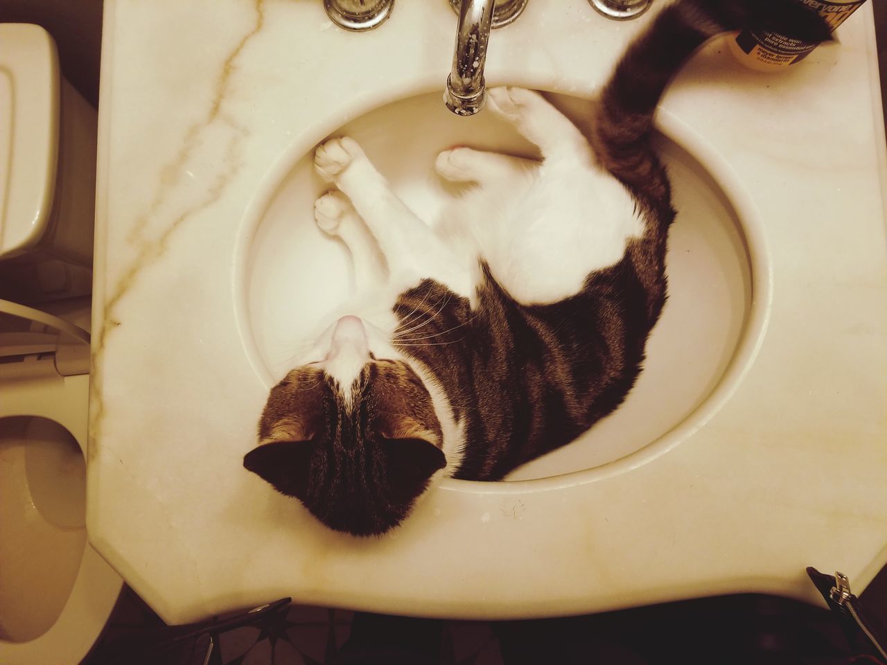 HIGH ANGLE VIEW OF A CAT DRINKING FROM A CUP
