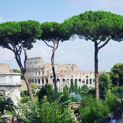 Trees in a city