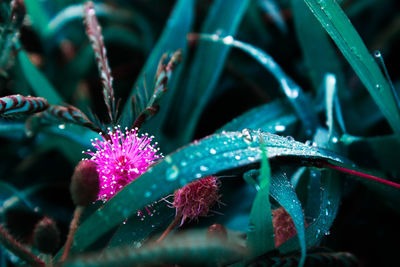 Close-up of wet purple flowering plant