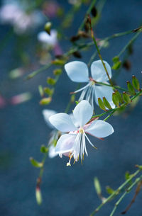 Close-up of white cherry blossom