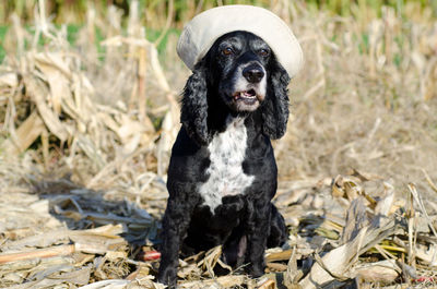 Portrait of dog