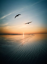 Seagulls flying over sea against sky during sunset