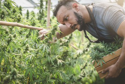Farmers collecting cannabis in his commercial, 