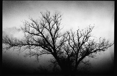 Silhouette of tree against sky