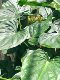 High angle view of raindrops on plant