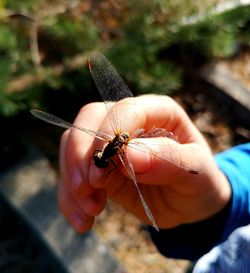 Close-up of insect on hand