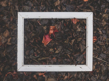 Close-up of autumn leaves