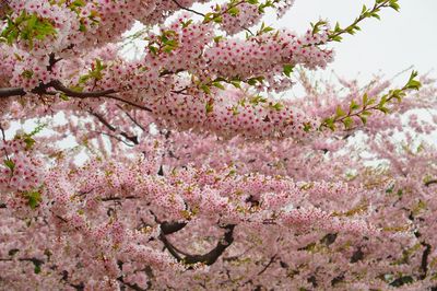 Close-up of pink cherry blossoms in spring