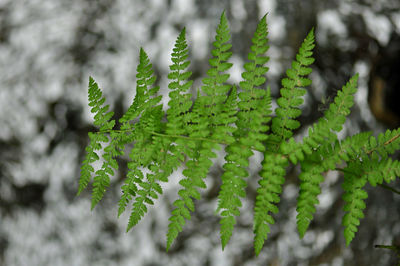 Close-up of fern