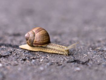Close-up of snail