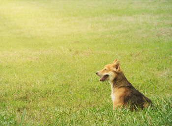 Dog looking away on field