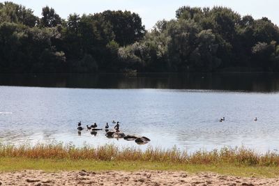 Birds swimming in lake against trees