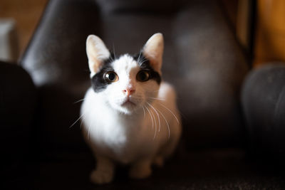 Close-up of cat sitting at home